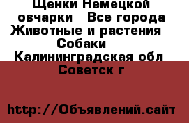 Щенки Немецкой овчарки - Все города Животные и растения » Собаки   . Калининградская обл.,Советск г.